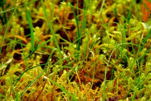 moss, Grass