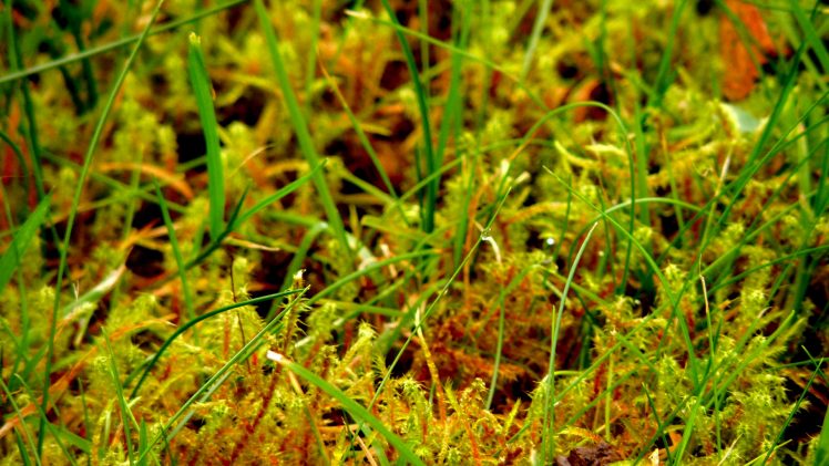 moss, Grass HD Wallpaper Desktop Background