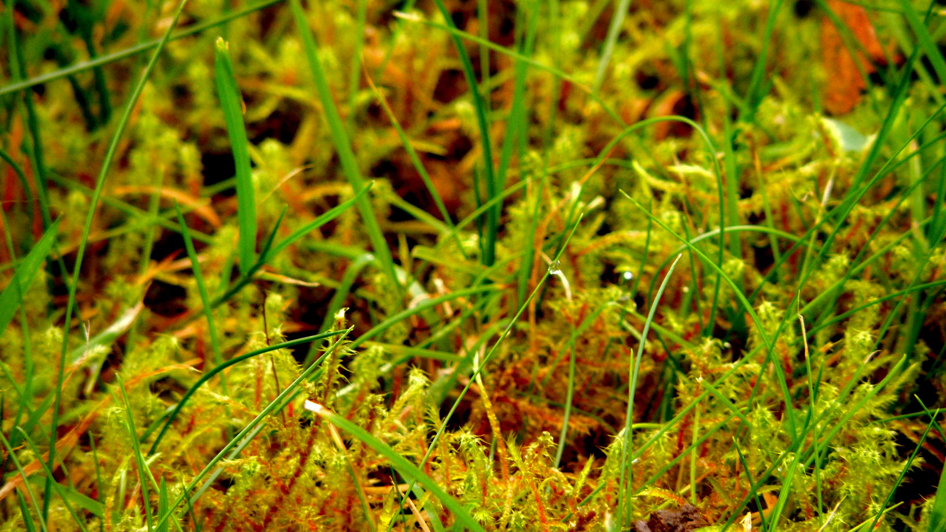 moss, Grass Wallpaper