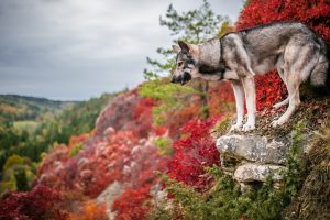 colorful, Nature, Dog, Outdoors, Animals