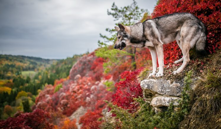colorful, Nature, Dog, Outdoors, Animals HD Wallpaper Desktop Background