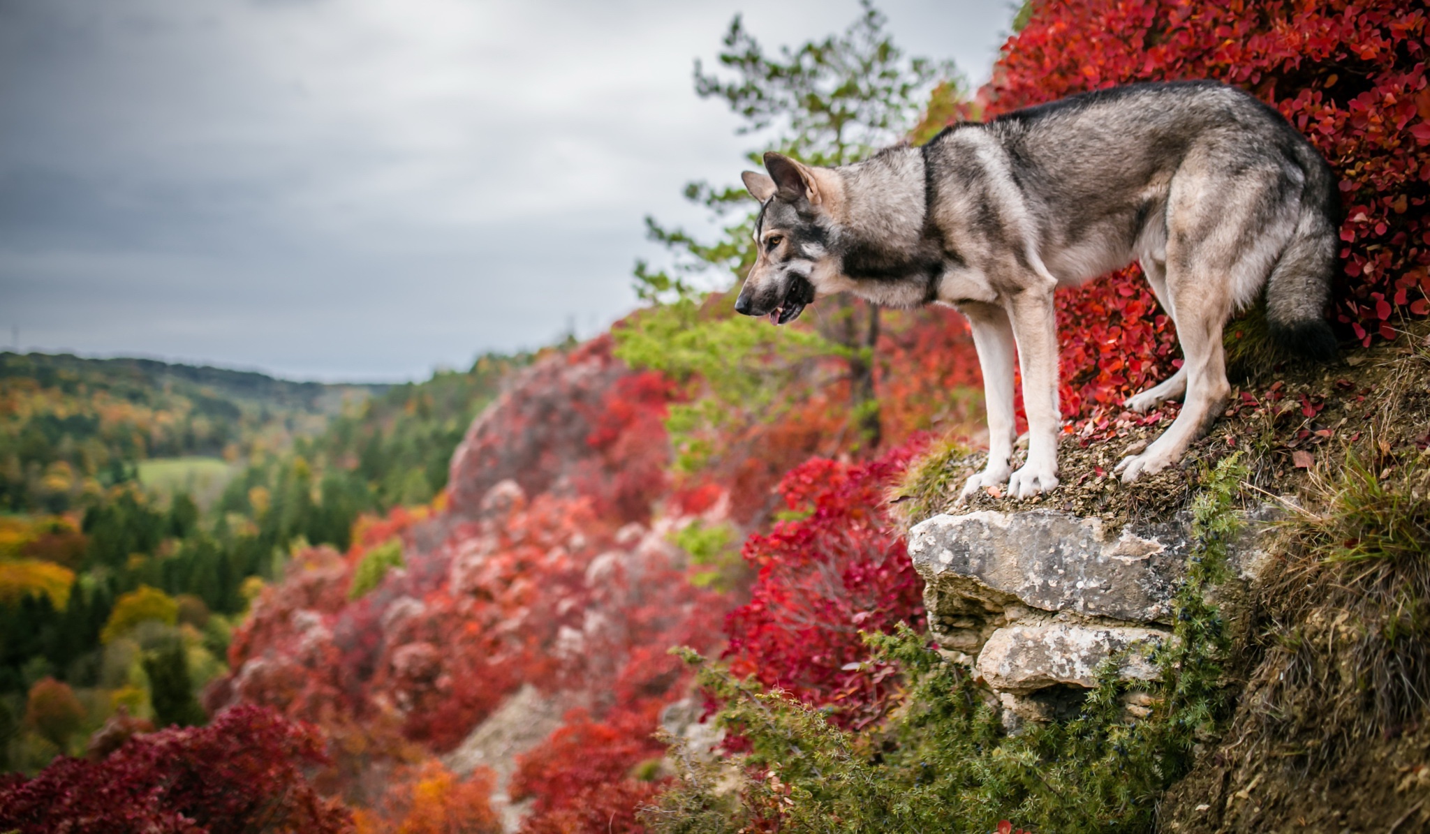 colorful, Nature, Dog, Outdoors, Animals Wallpaper