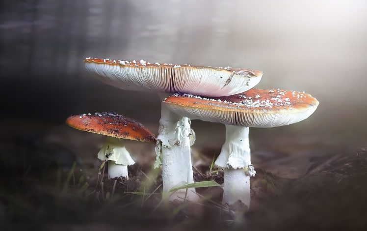 nature, Plants, White, Red, Mushroom HD Wallpaper Desktop Background