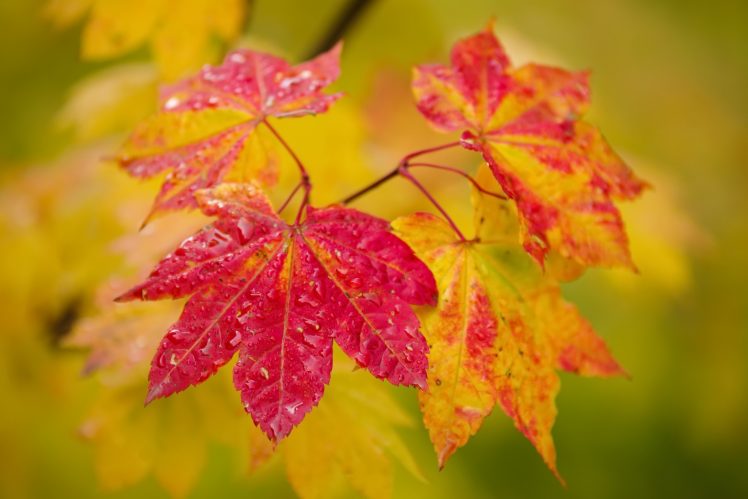 colorful, Plants, Leaves, Fall HD Wallpaper Desktop Background
