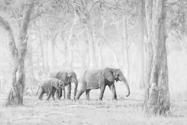 elephant, Animals, Nature HD Wallpaper Desktop Background