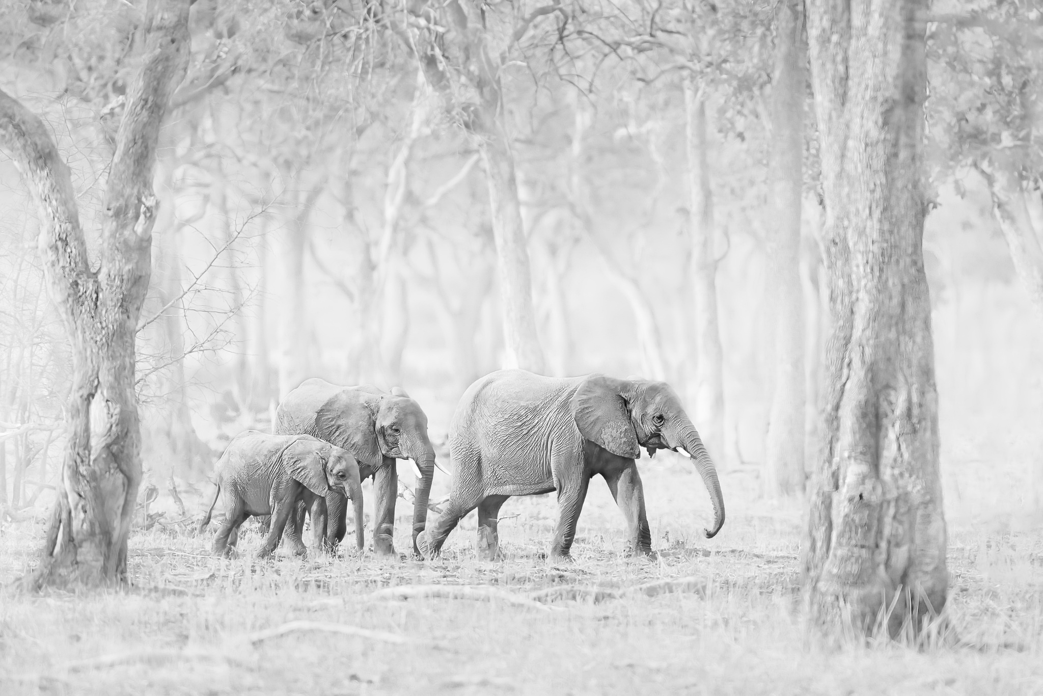 elephant, Animals, Nature Wallpaper