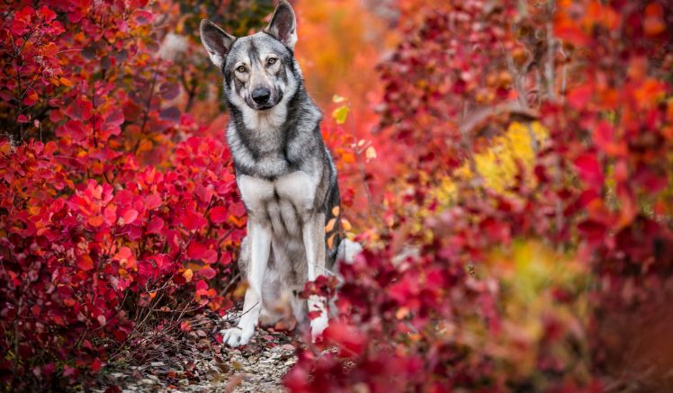 dog, Animals, Nature, Colorful HD Wallpaper Desktop Background
