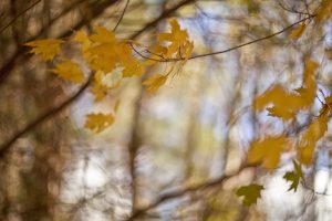 fall, Leaves, Trees, Plants, Nature