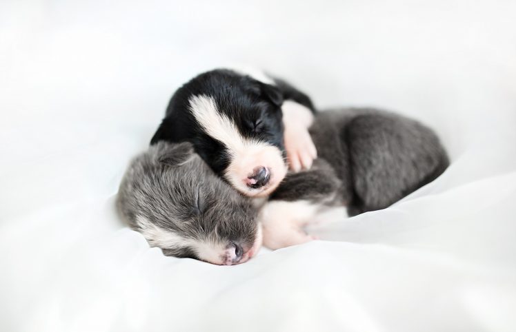 white, Puppies, Dog, Sleeping, Animals HD Wallpaper Desktop Background