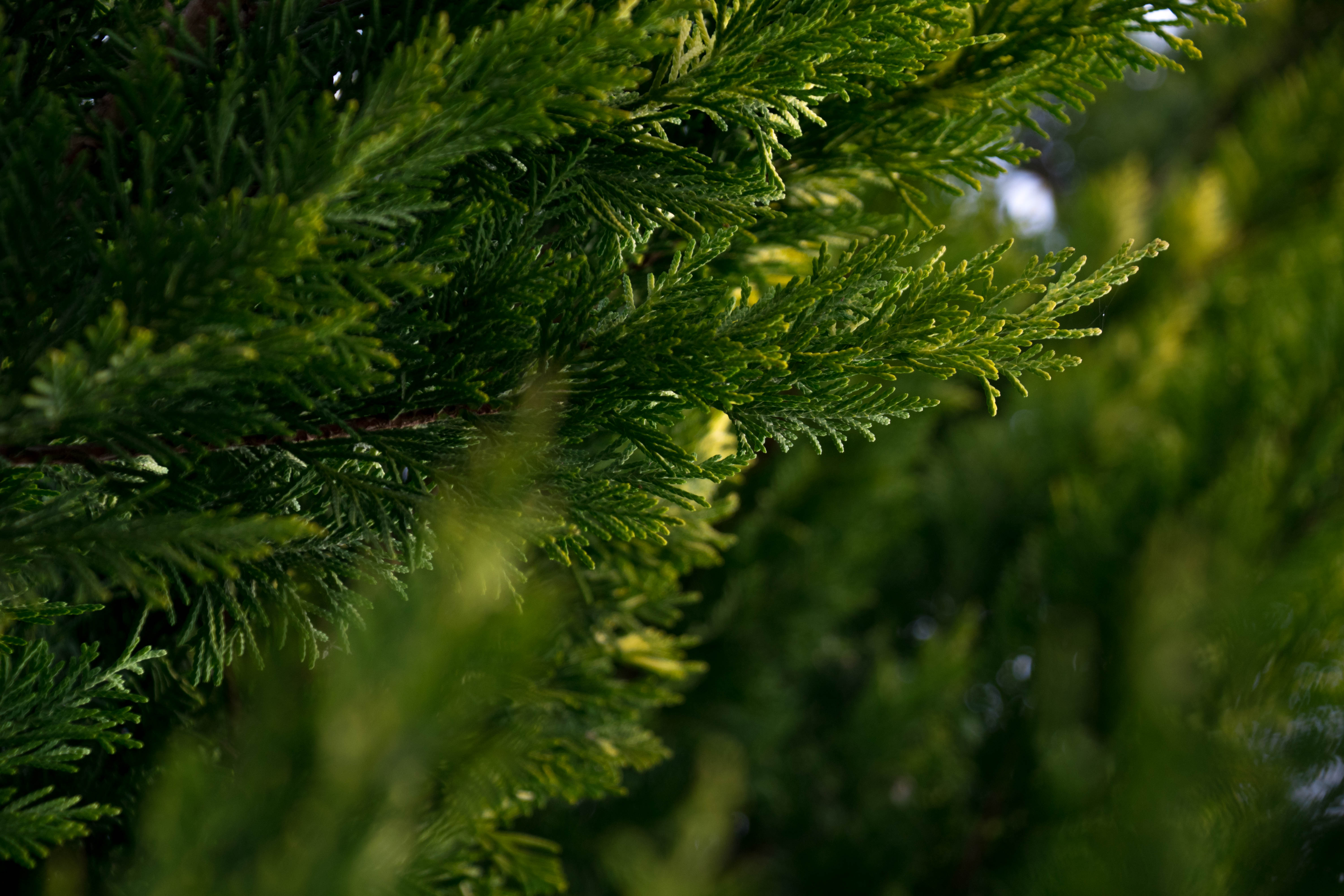 nature, Green Wallpaper