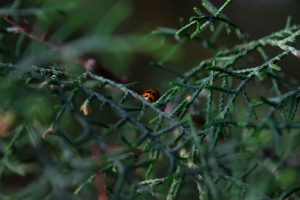 plants, Nature, Ladybugs
