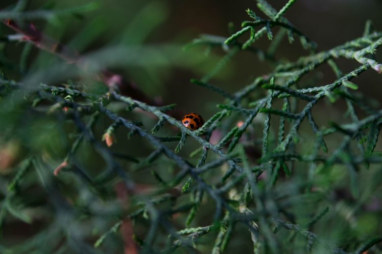 plants, Nature, Ladybugs HD Wallpaper Desktop Background