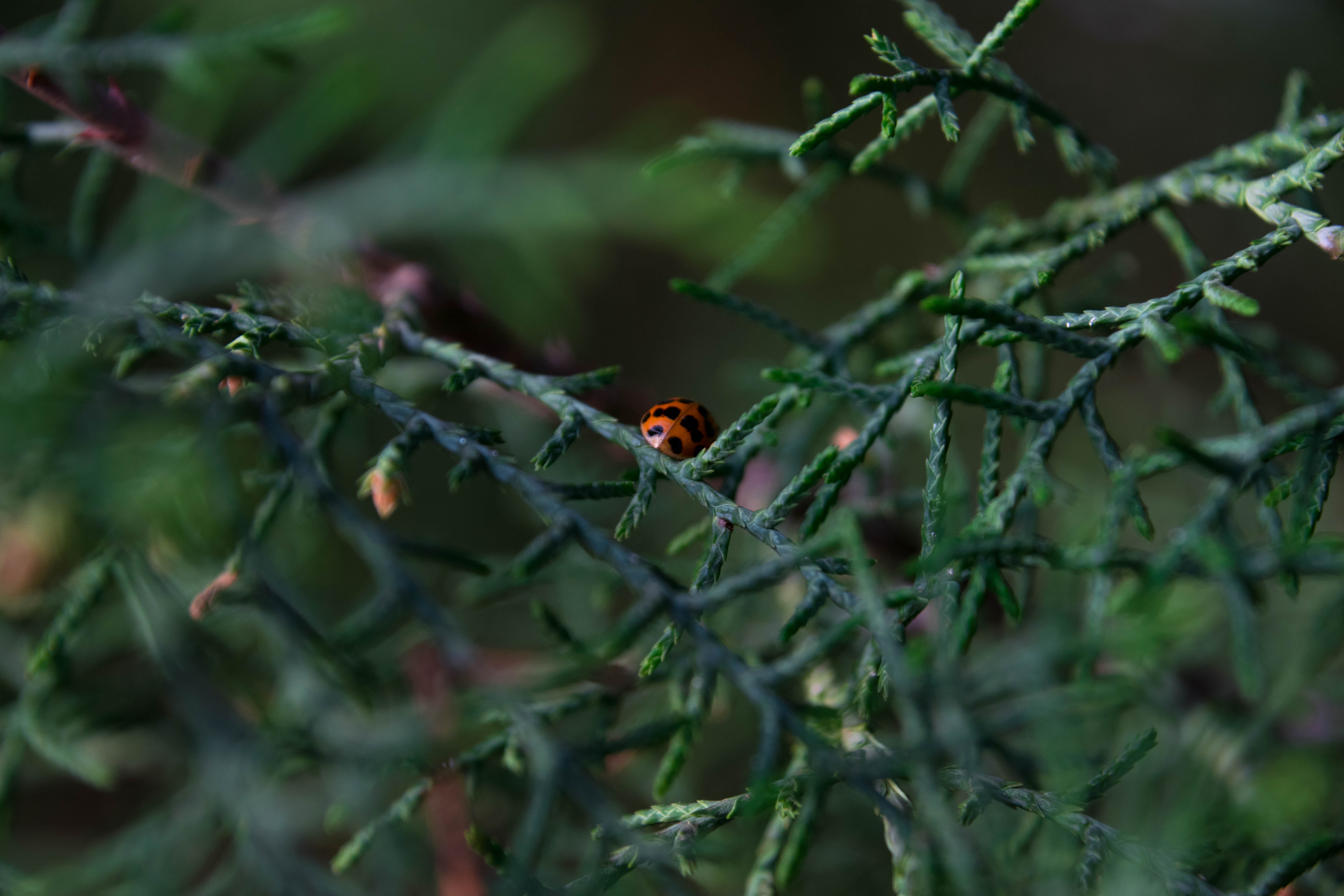 plants, Nature, Ladybugs Wallpaper