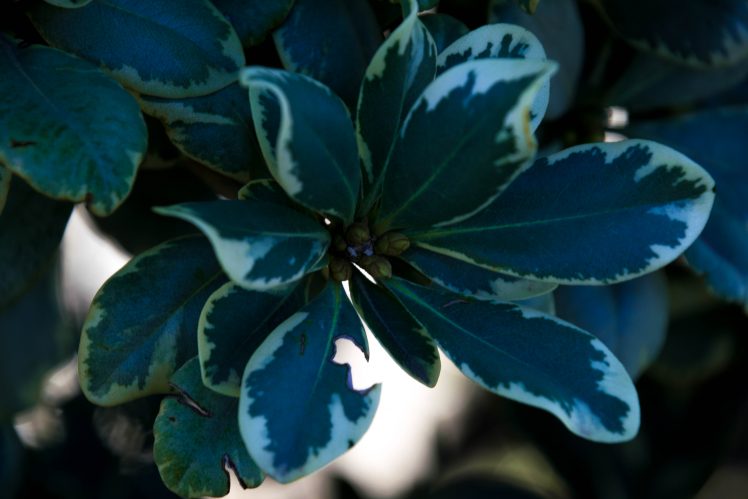 little plants, Nature HD Wallpaper Desktop Background