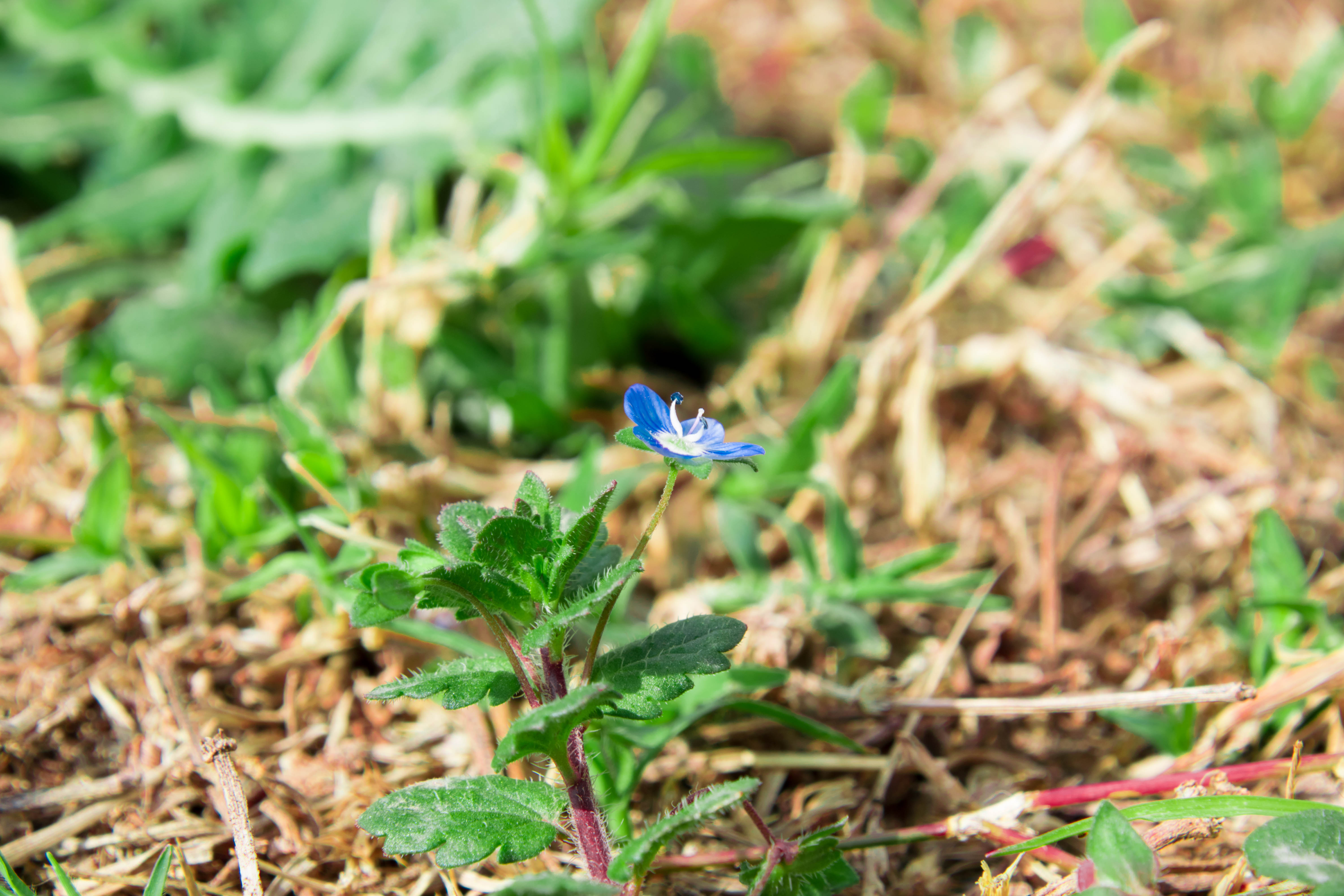 little plants, Nature Wallpaper