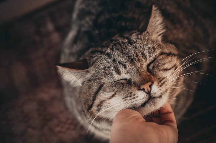 hands, Closed eyes, Cat, Animals HD Wallpaper Desktop Background