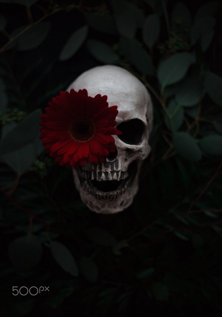 Artem Phoenix, Skull, Flowers, Plants, 500px HD Wallpaper Desktop Background