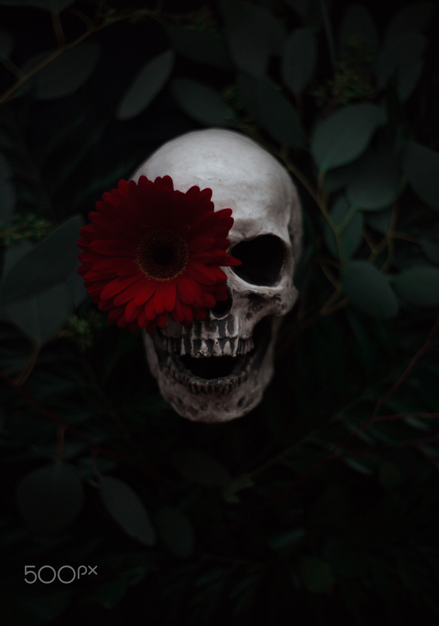Artem Phoenix, Skull, Flowers, Plants, 500px Wallpaper