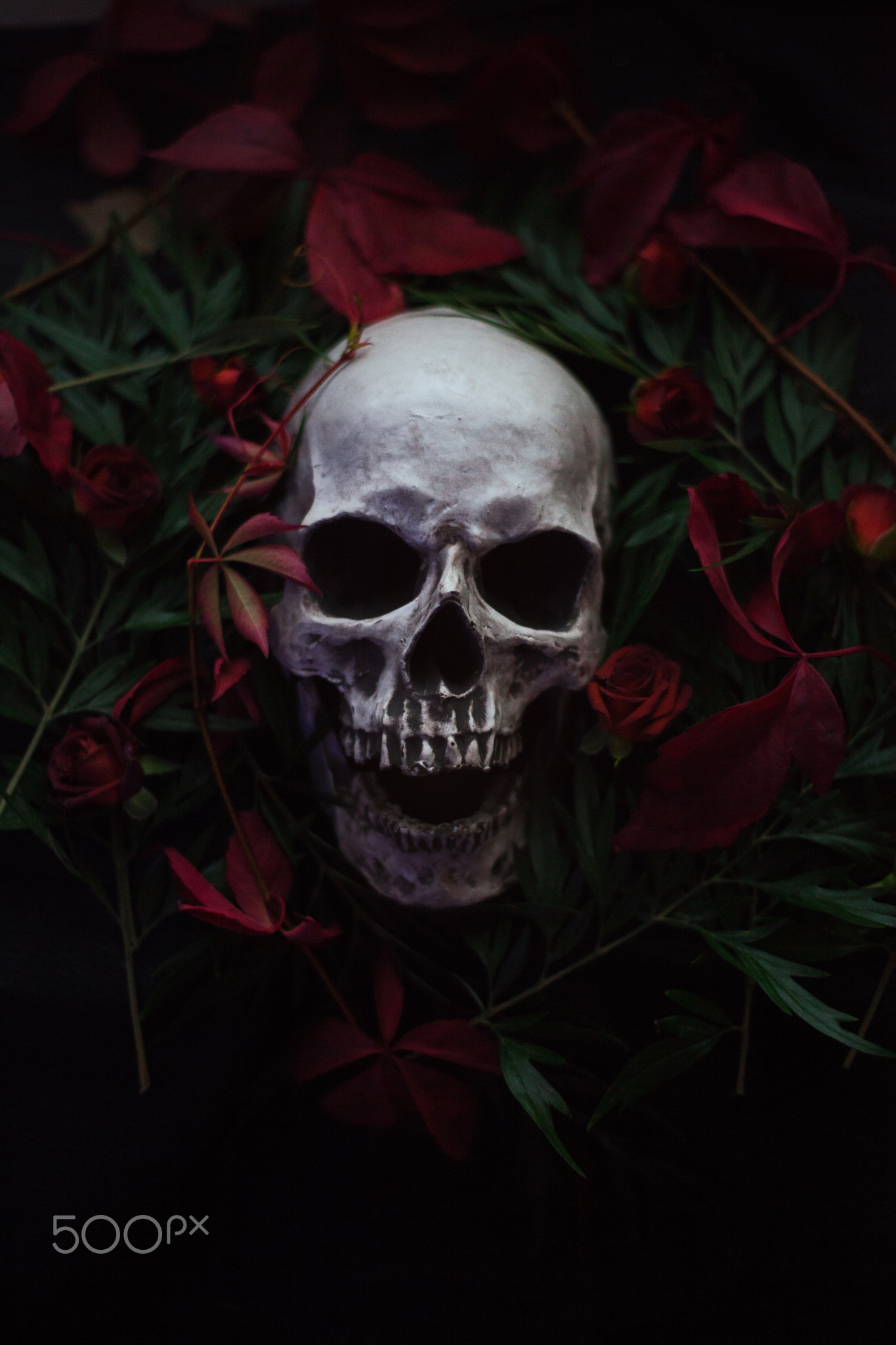 Artem Phoenix, Skull, Flowers, Plants, 500px Wallpaper