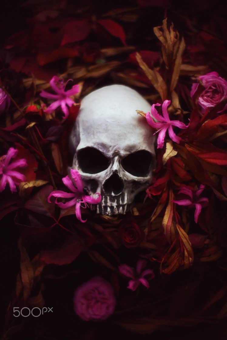 Artem Phoenix, Skull, Flowers, Plants, 500px HD Wallpaper Desktop Background