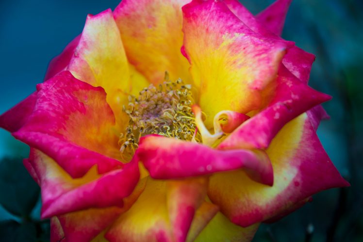 rose, Natural light, Nature HD Wallpaper Desktop Background