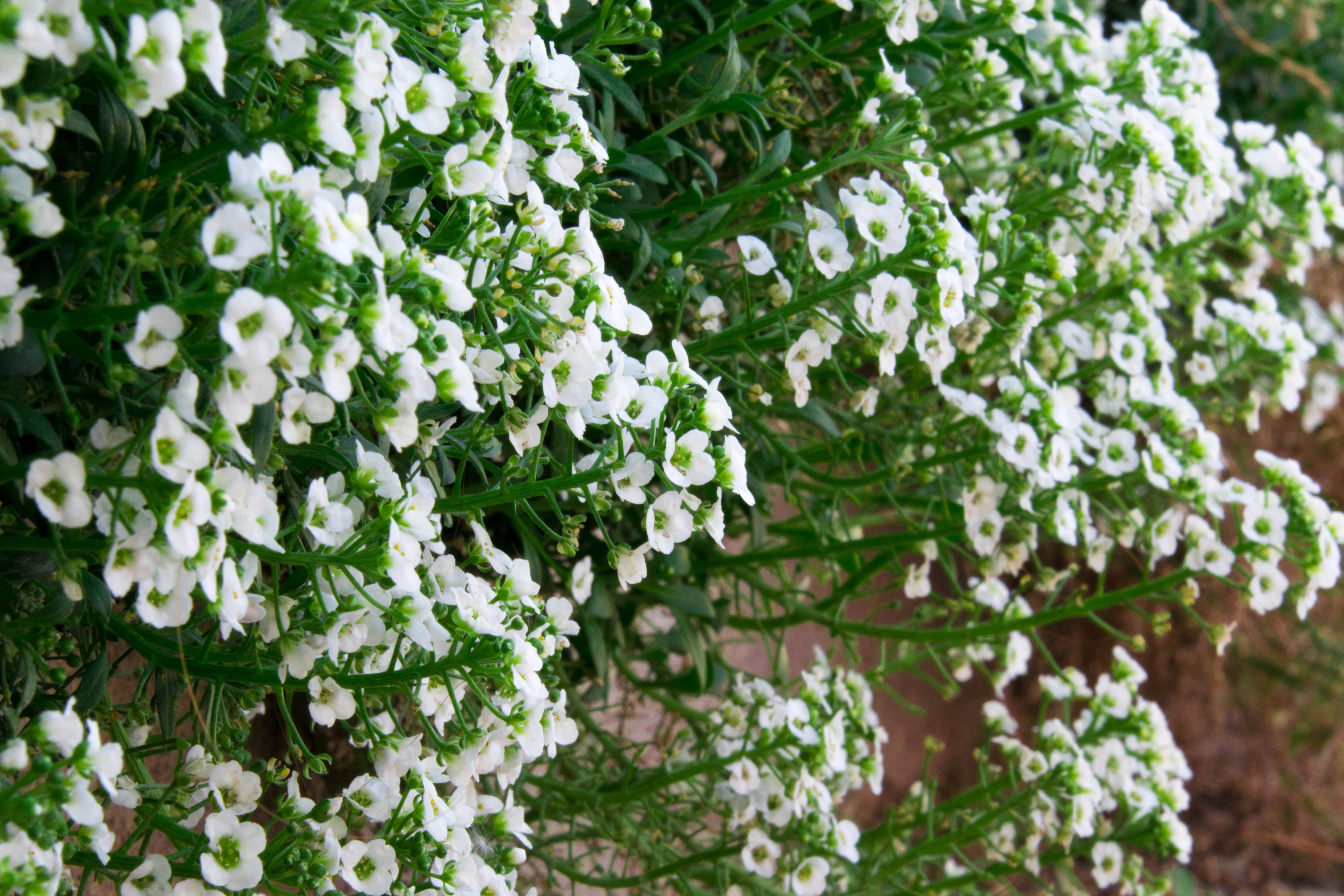 plants, Nature Wallpaper
