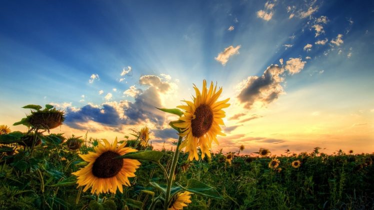 sunflowers, Sunrise, Sky, Clouds HD Wallpaper Desktop Background