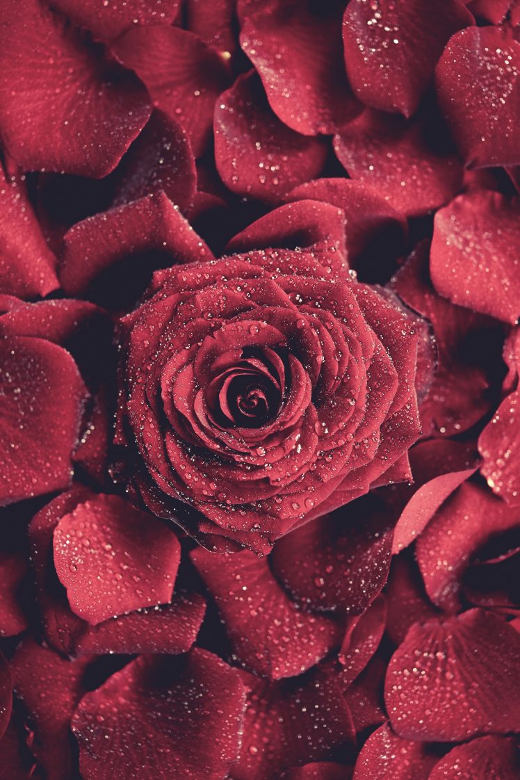 red flowers, Water drops, Portrait display, Rose HD Wallpaper Desktop Background