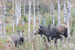 elk, Deer, Nature