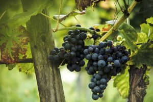 grapes, Plants, Green, Fruit