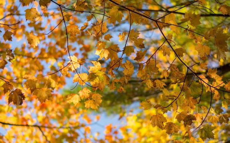 leaves, Trees, Nature, Plants HD Wallpaper Desktop Background