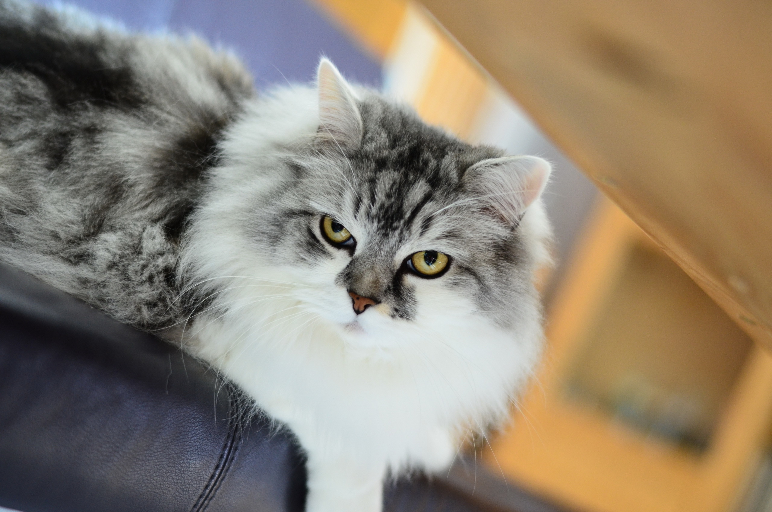 animals, Cat Wallpaper