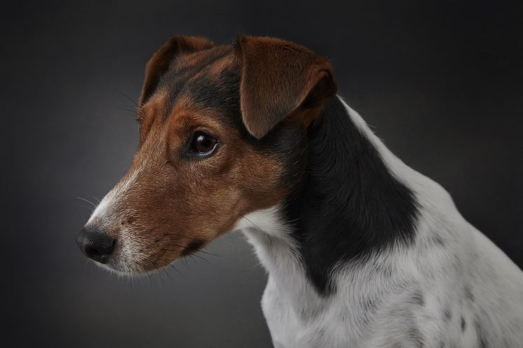 dog, Animals, Jack Russell Terrier HD Wallpaper Desktop Background