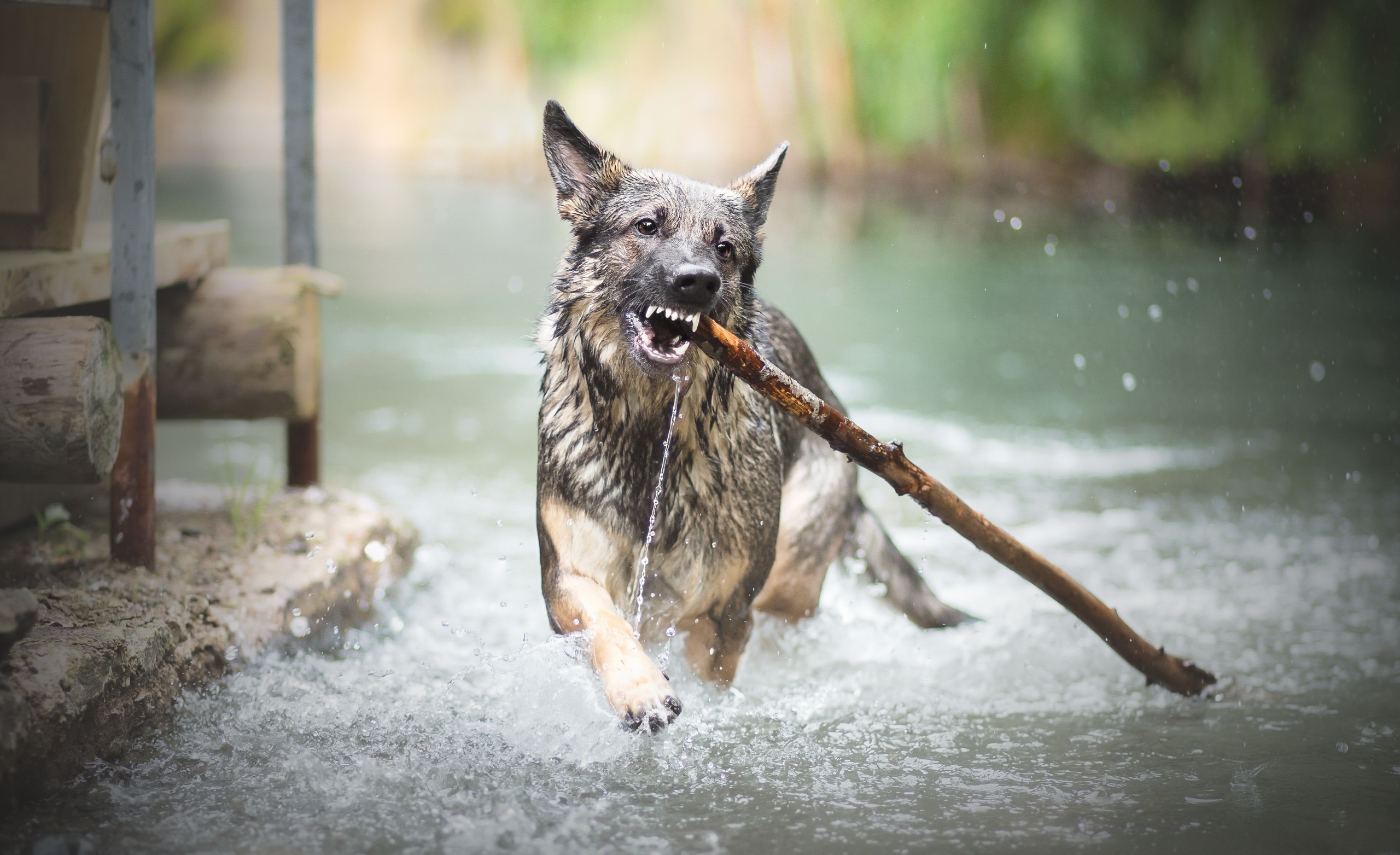 wet body, Teeth, Dog, Animals, Water Wallpaper