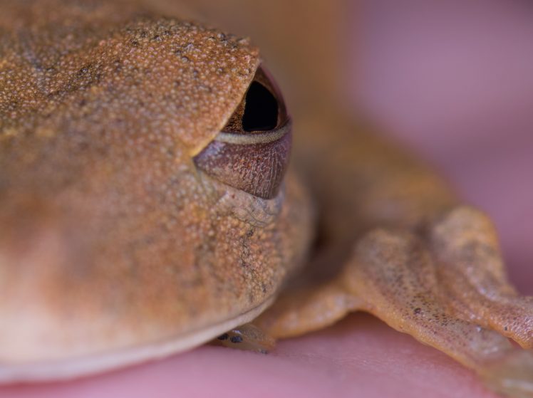 frog, Wildlife HD Wallpaper Desktop Background