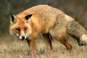 animals, Fox, Nature, Photography