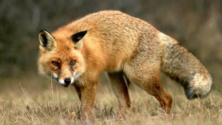animals, Fox, Nature, Photography HD Wallpaper Desktop Background