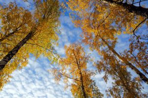 fall, Trees, Nature, Worms eye view, Sky