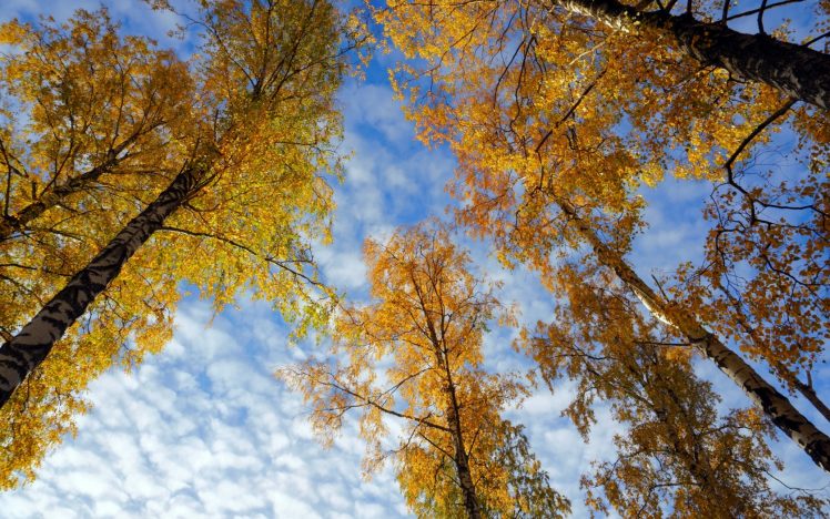 fall, Trees, Nature, Worms eye view, Sky HD Wallpaper Desktop Background