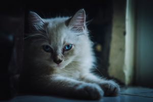 cat, Animals, Photography