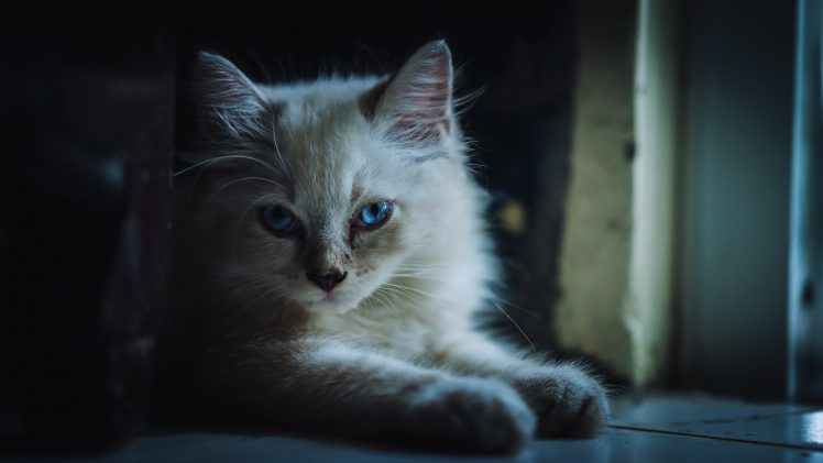 cat, Animals, Photography HD Wallpaper Desktop Background