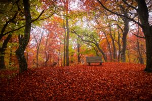 fall, Bench, Trees, Nature