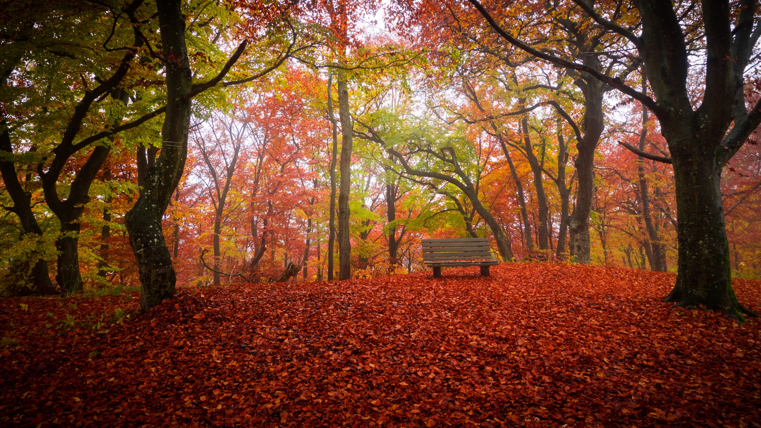 fall, Bench, Trees, Nature Wallpaper