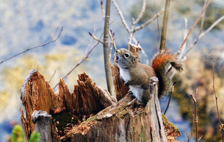 animals, Nature, Squirrel HD Wallpaper Desktop Background