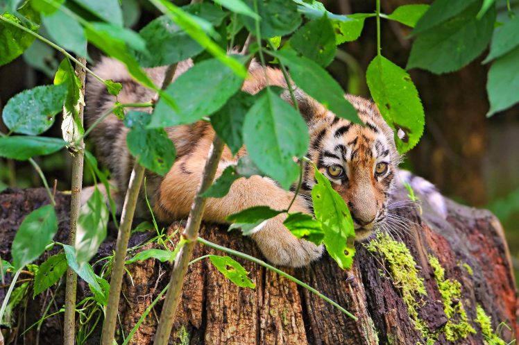 tiger, Plants, Animals, Big cats HD Wallpaper Desktop Background
