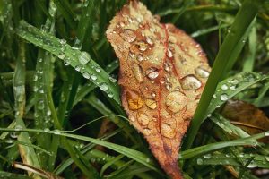 fall, Leaves, Plants, Water drops