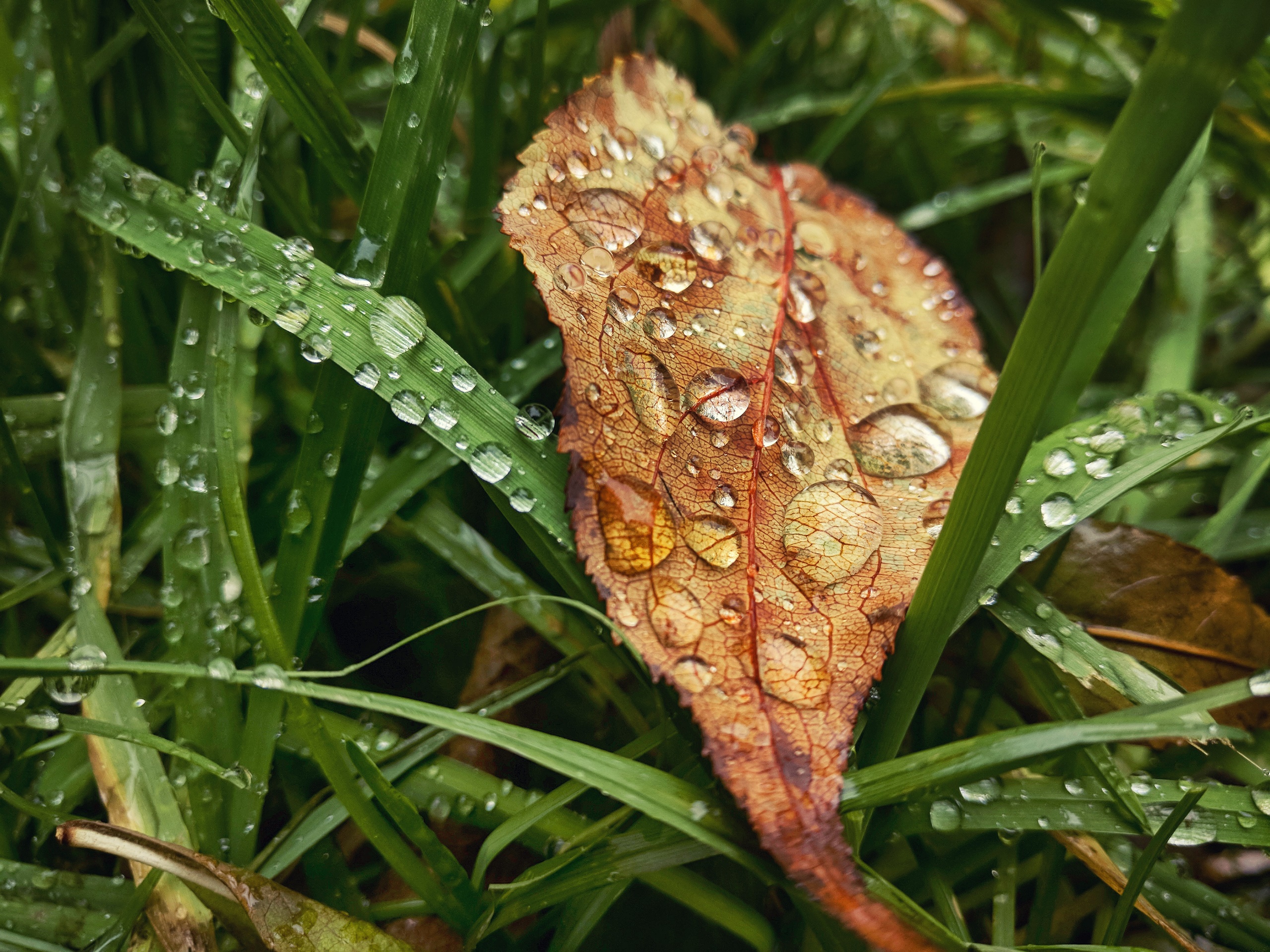 fall, Leaves, Plants, Water drops Wallpaper