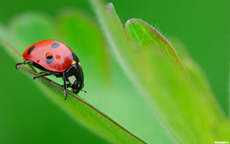 macro, Ladybugs HD Wallpaper Desktop Background