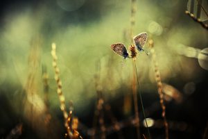 nature, Butterfly, Macro, Grass