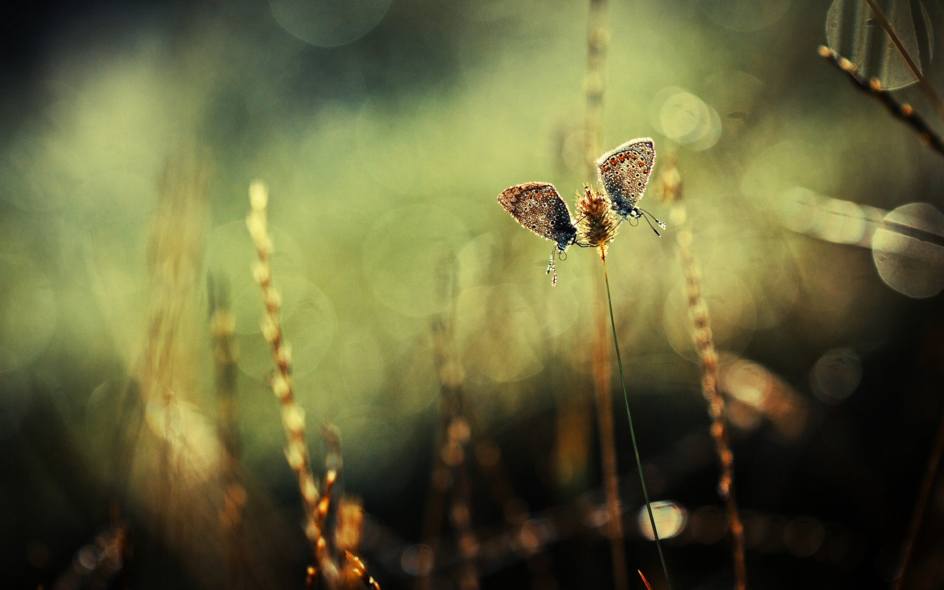 nature, Butterfly, Macro, Grass Wallpaper